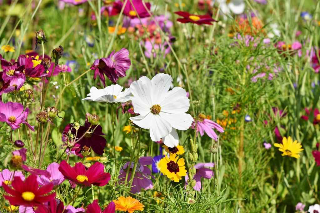 Beautiful wild flowers growing in a field