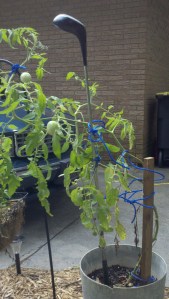 tomato-plant