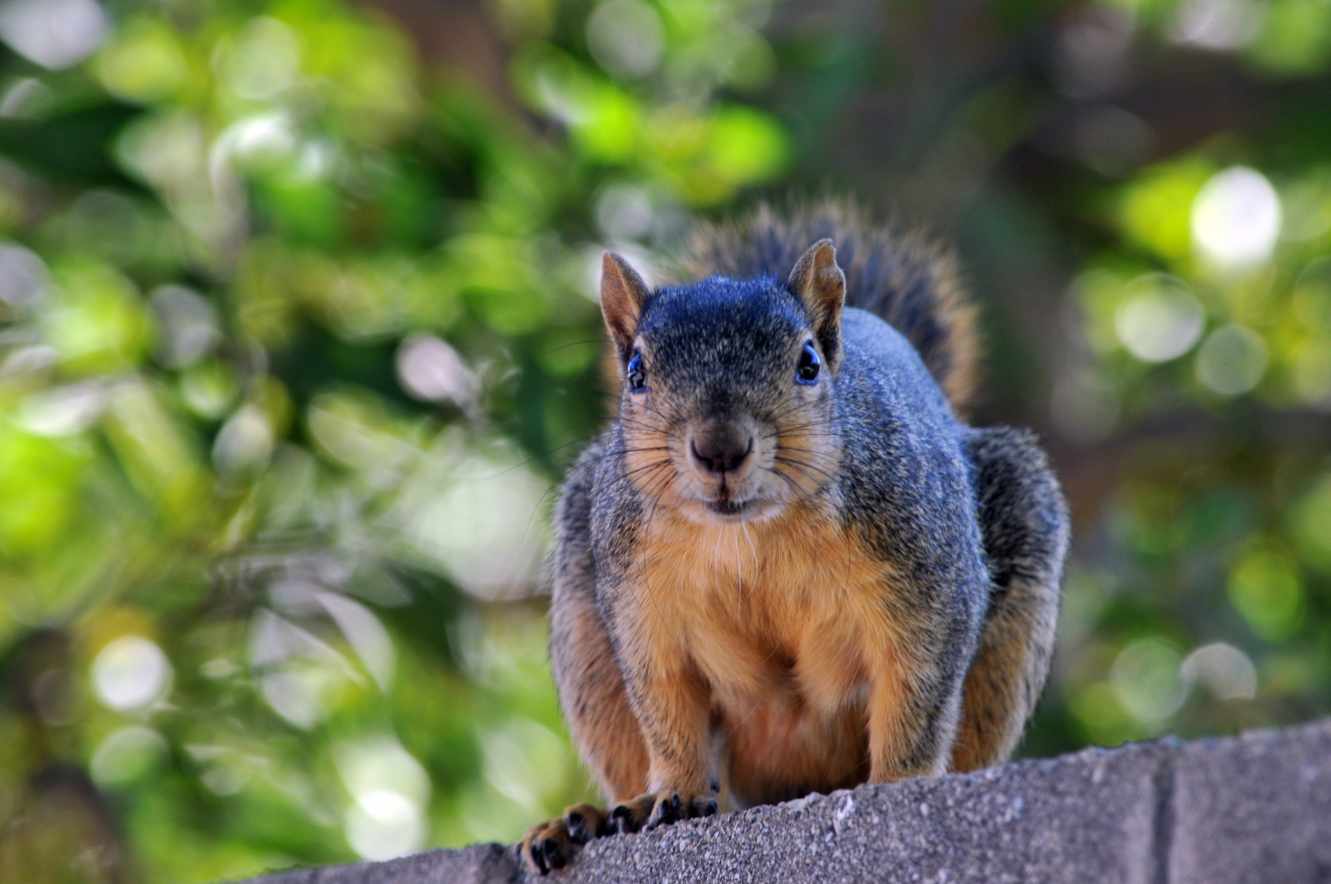 squirrel on wall