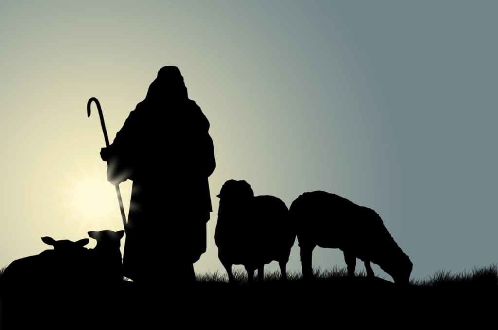 a shepherd tending sheep