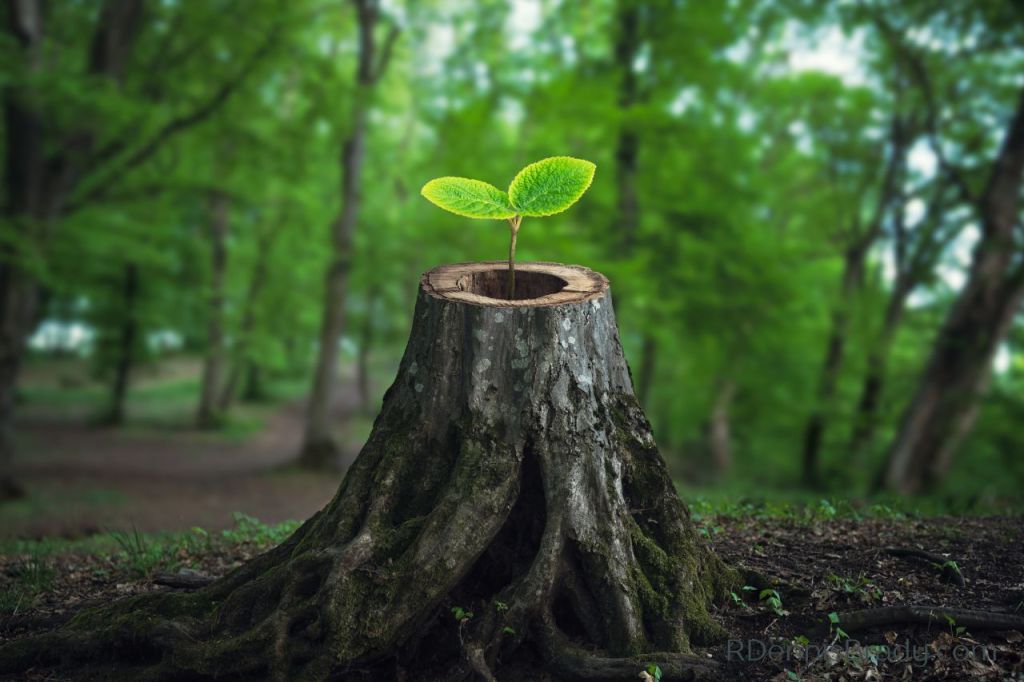 a tree stump with new growth