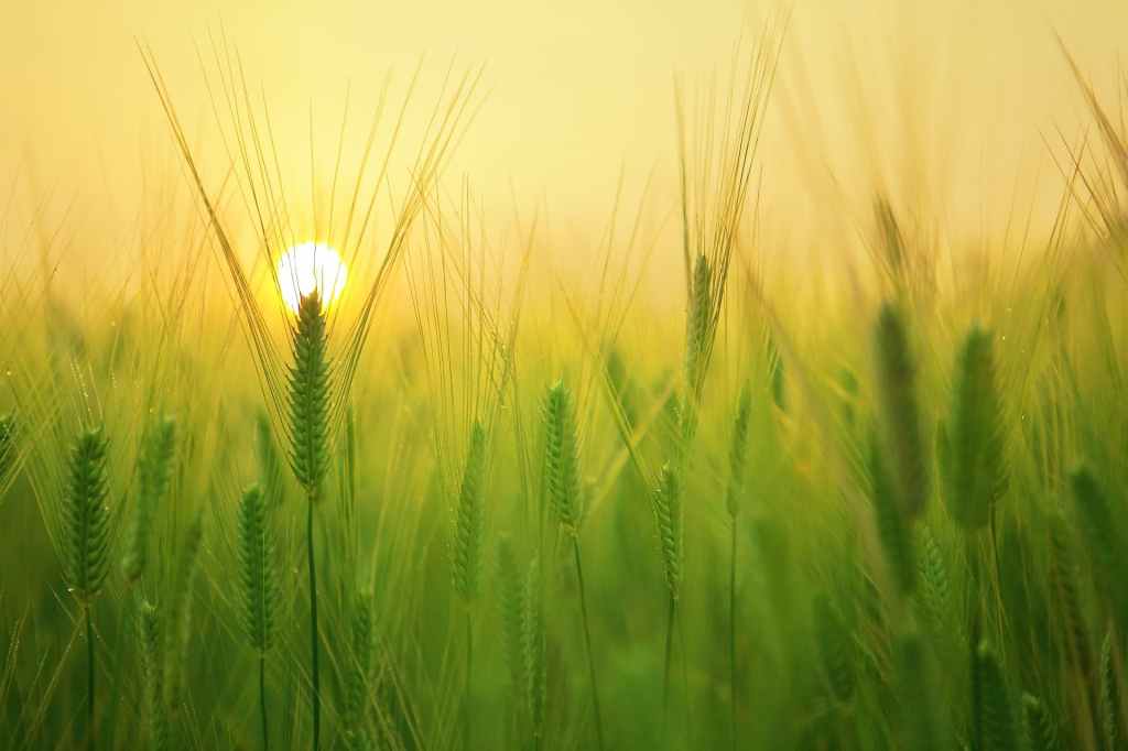 a barley field