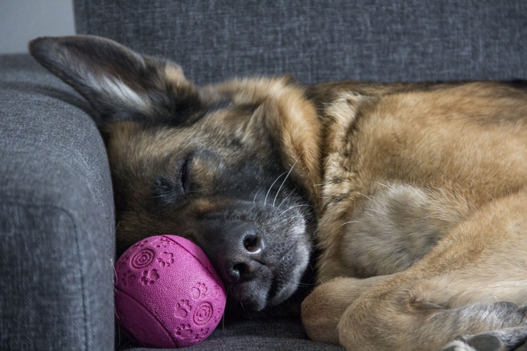 a german shepherd sleeping on a couch next to pink ball